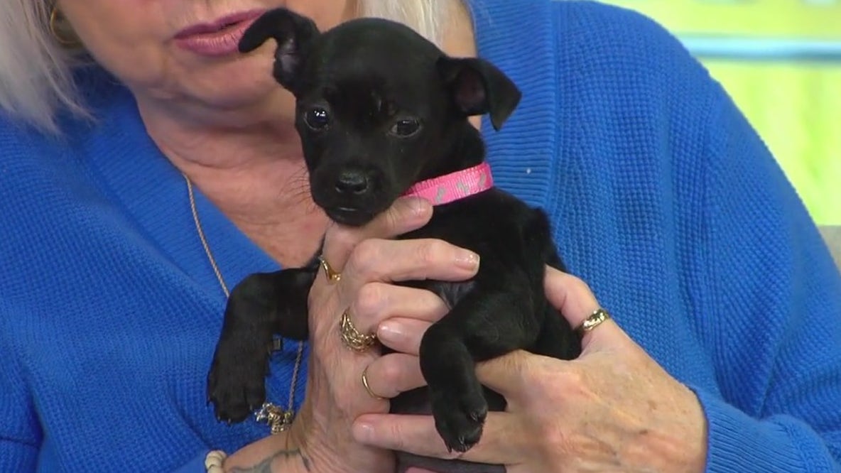 Meet Suzie Q, the FOX 13 Pet of the Week